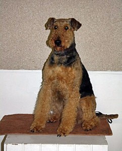 Airedale Kinzee