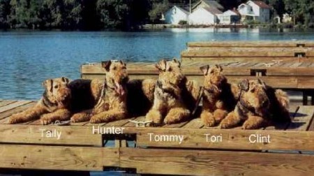 Airedales on the Dock